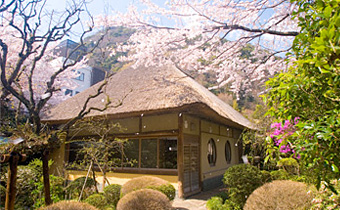 Yamagaso